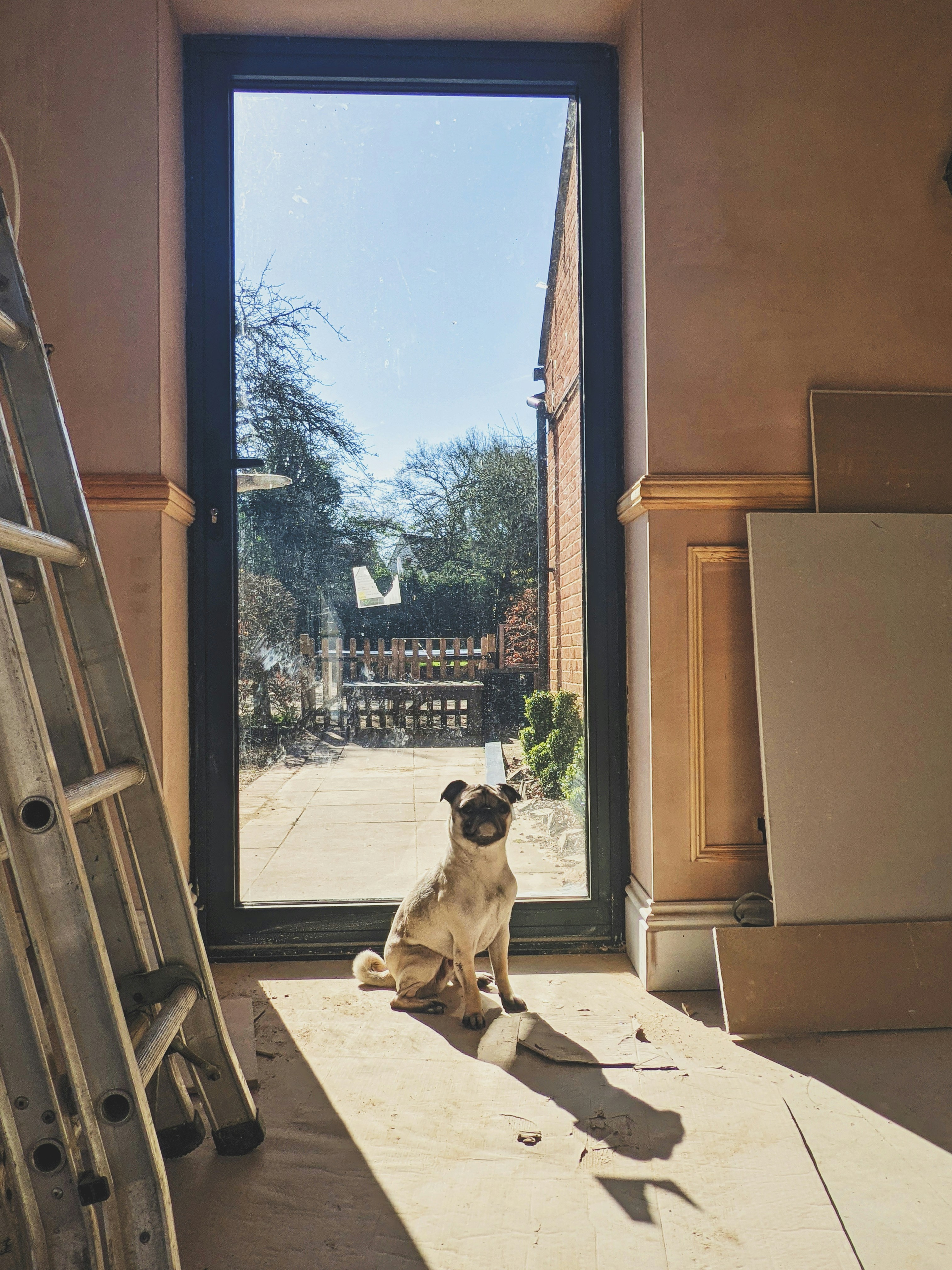a dog sitting on the floor in front of a window