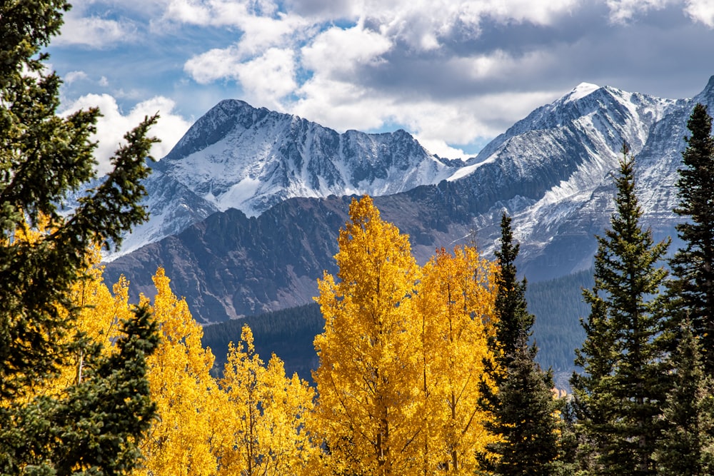a mountain range with yellow trees in the foreground