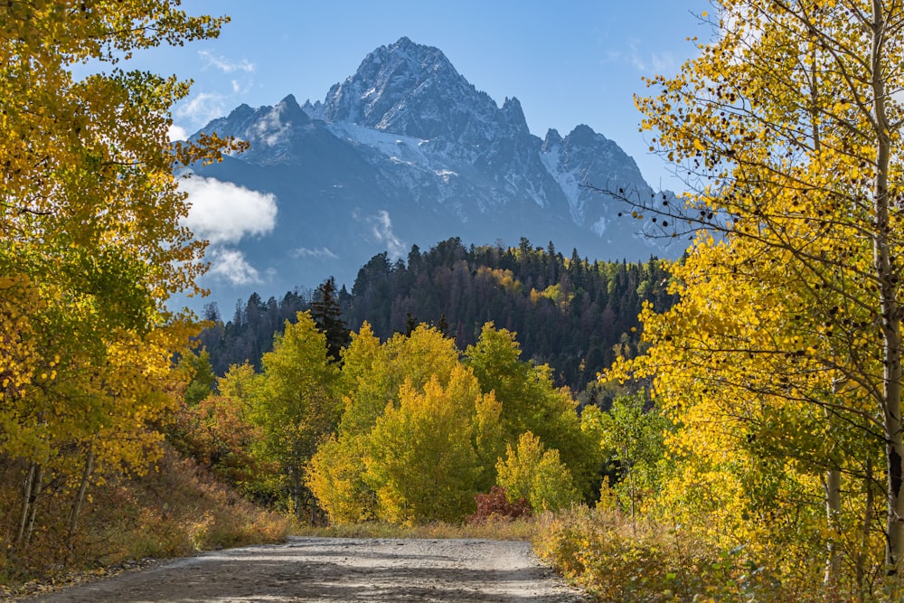 a dirt road surrounded by trees with a mountain in the background