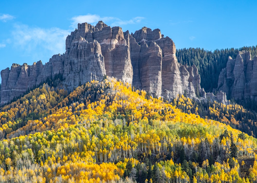 a mountain with a lot of trees in front of it