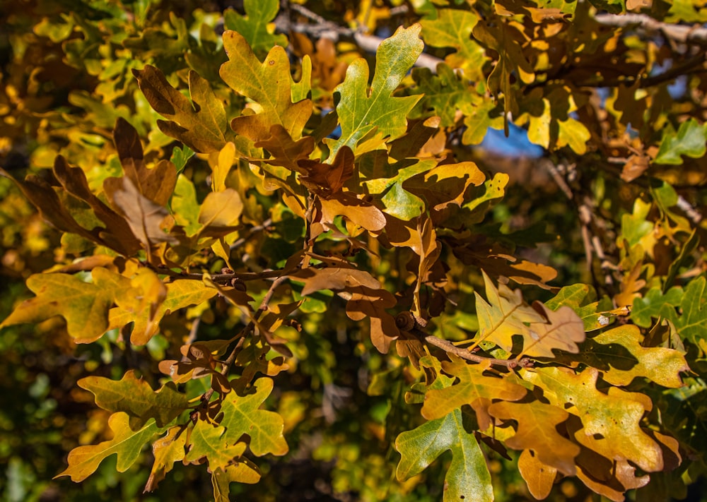 a close up of leaves on a tree