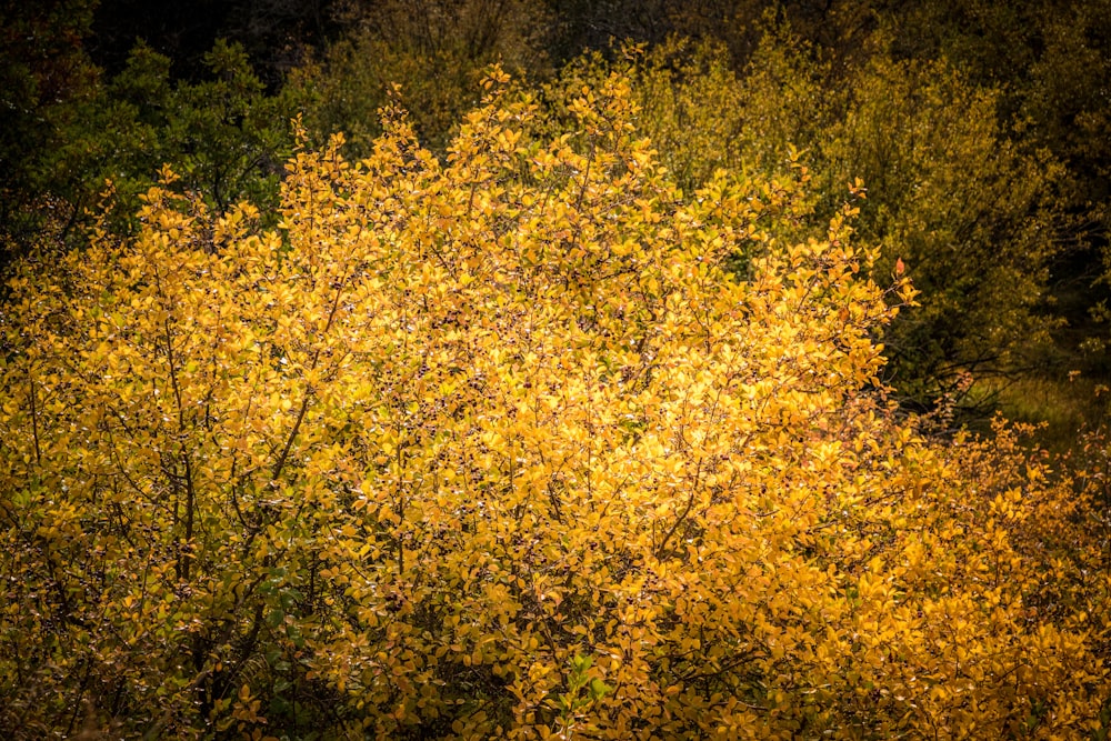 un groupe d’arbres avec des feuilles jaunes