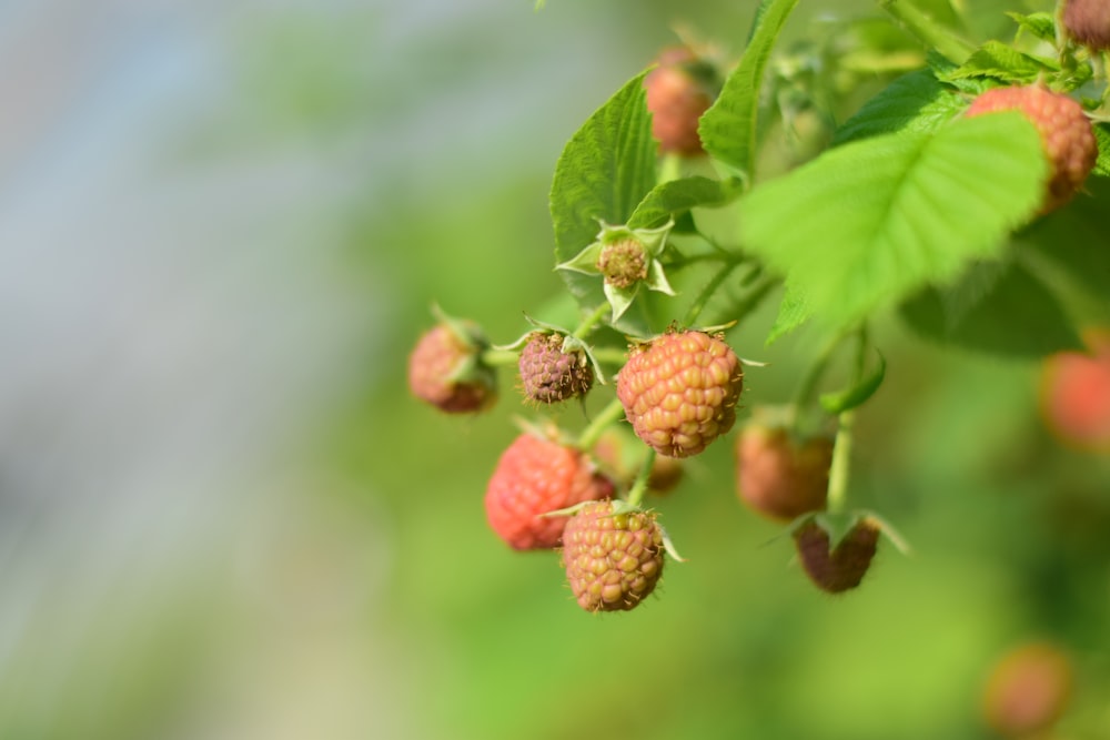 a close up of a bunch of berries on a tree