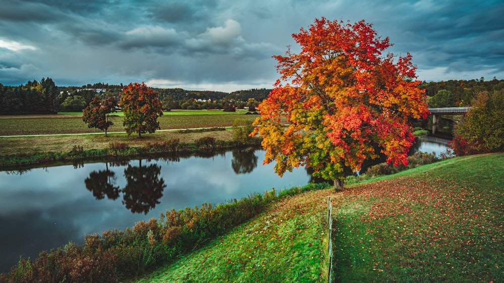 a tree with red and orange leaves near a body of water