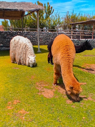 Three alpacas grazing on a grassy area surrounded by stone walls and wooden roofs. The alpacas have different fur textures and colors, including white with long locks, brown with short fur, and black with short fur. The background features some trees and a blue sky, enhancing the natural setting.