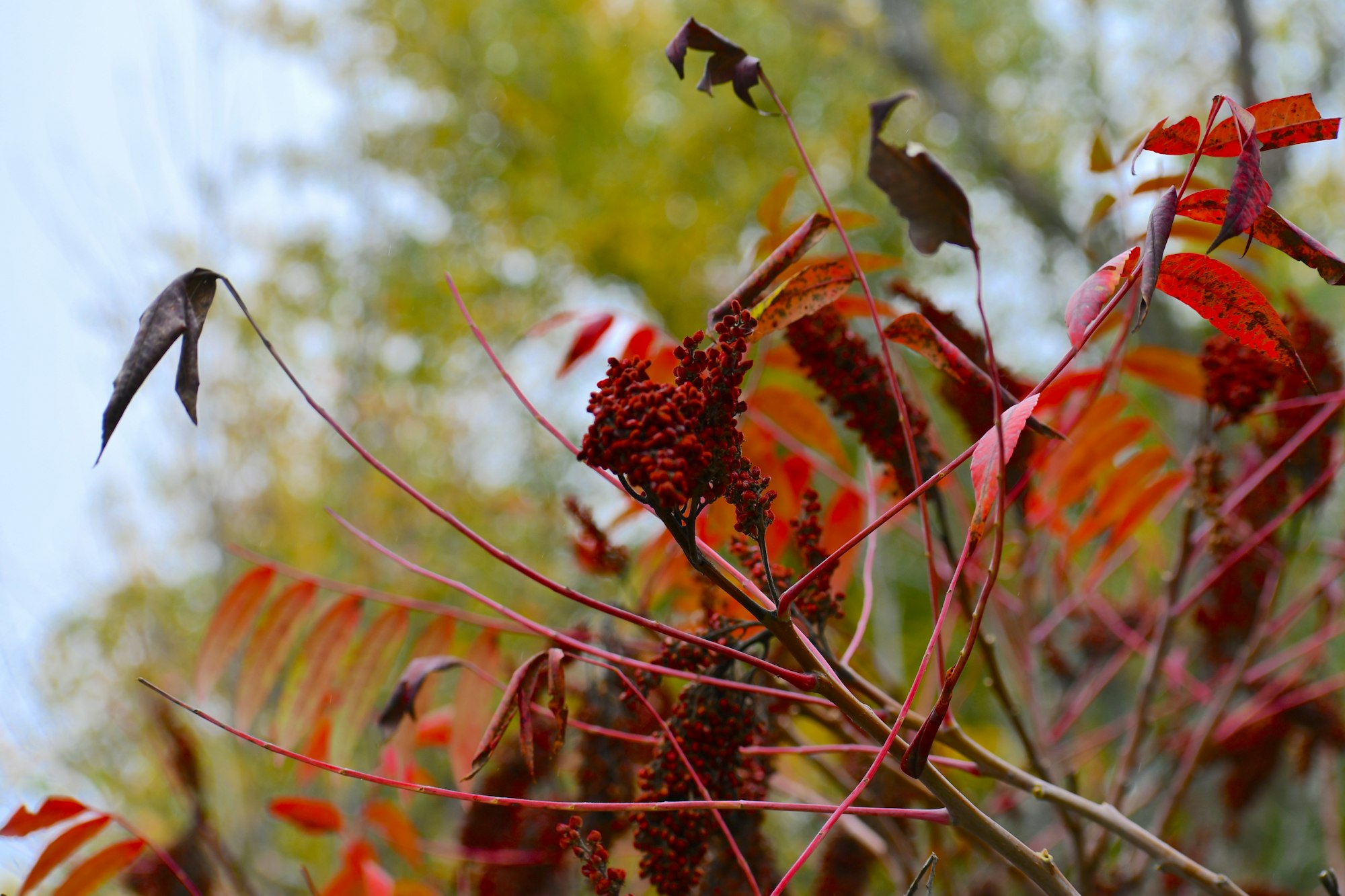 Sumac bunches in Superior National Forest, Ely, Minnesota, USA.
