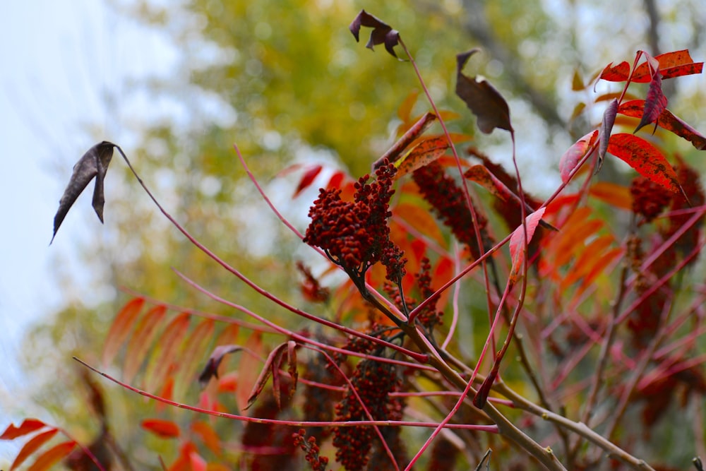 a bird flying over a tree filled with red leaves