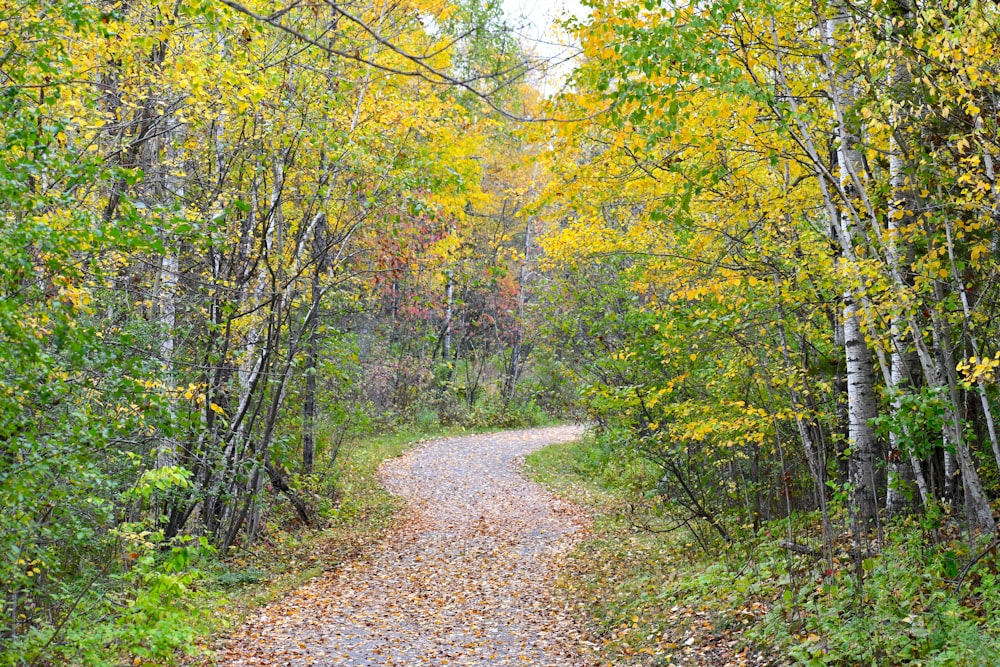 a dirt road surrounded by trees and leaves