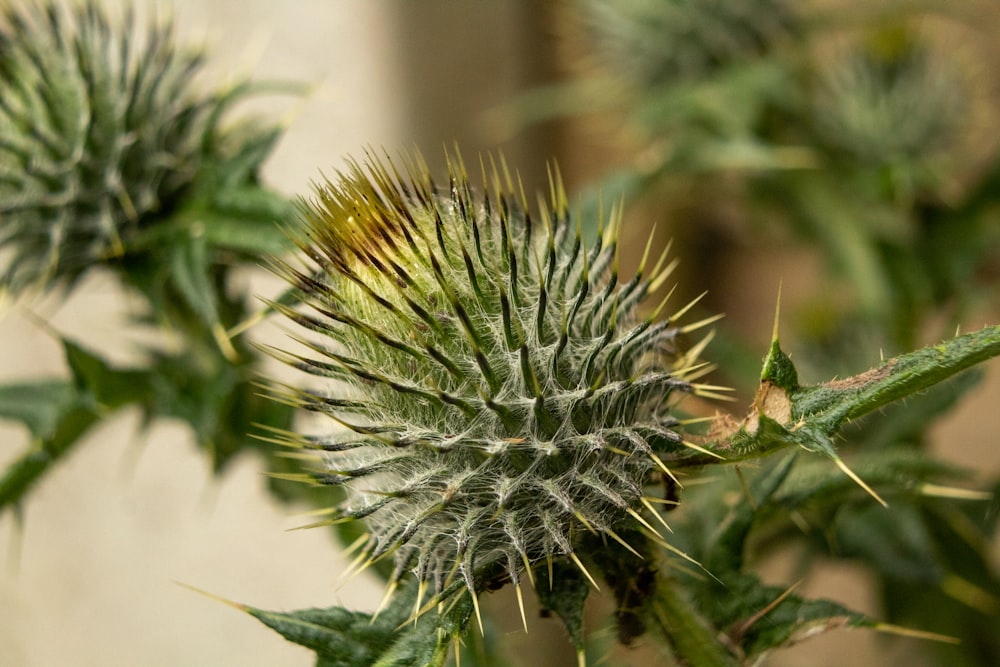 a close up of a plant with lots of green leaves