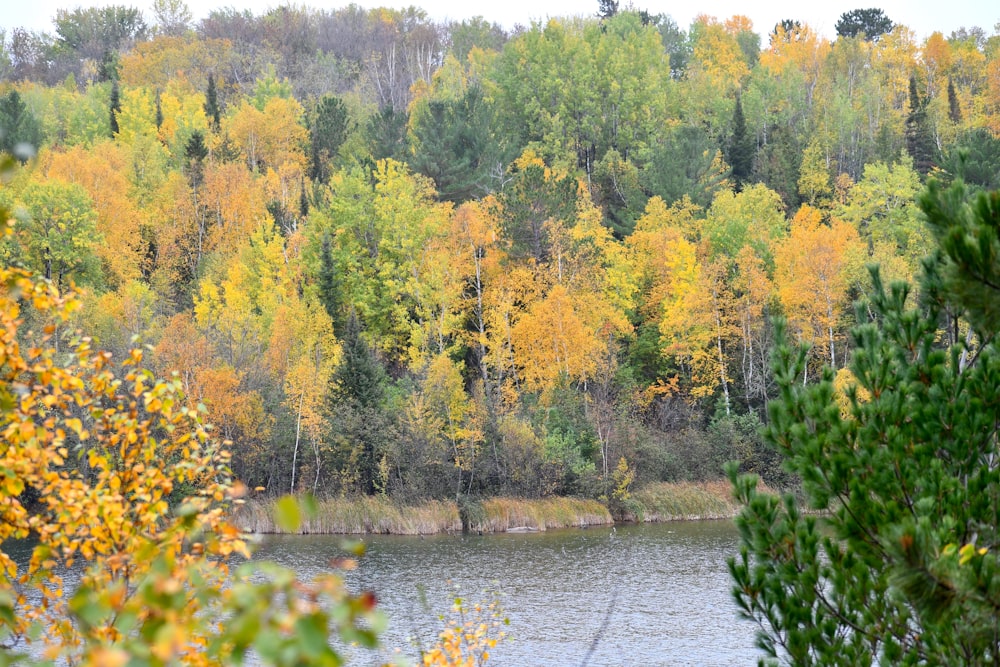 a body of water surrounded by lots of trees