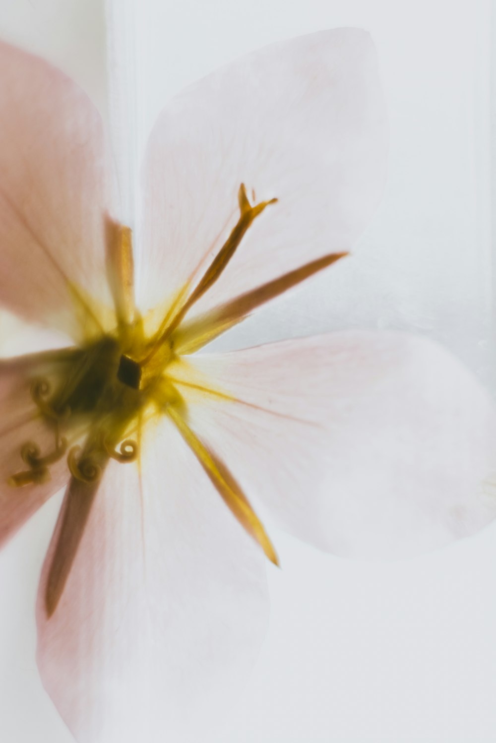 a close up of a flower on a white background