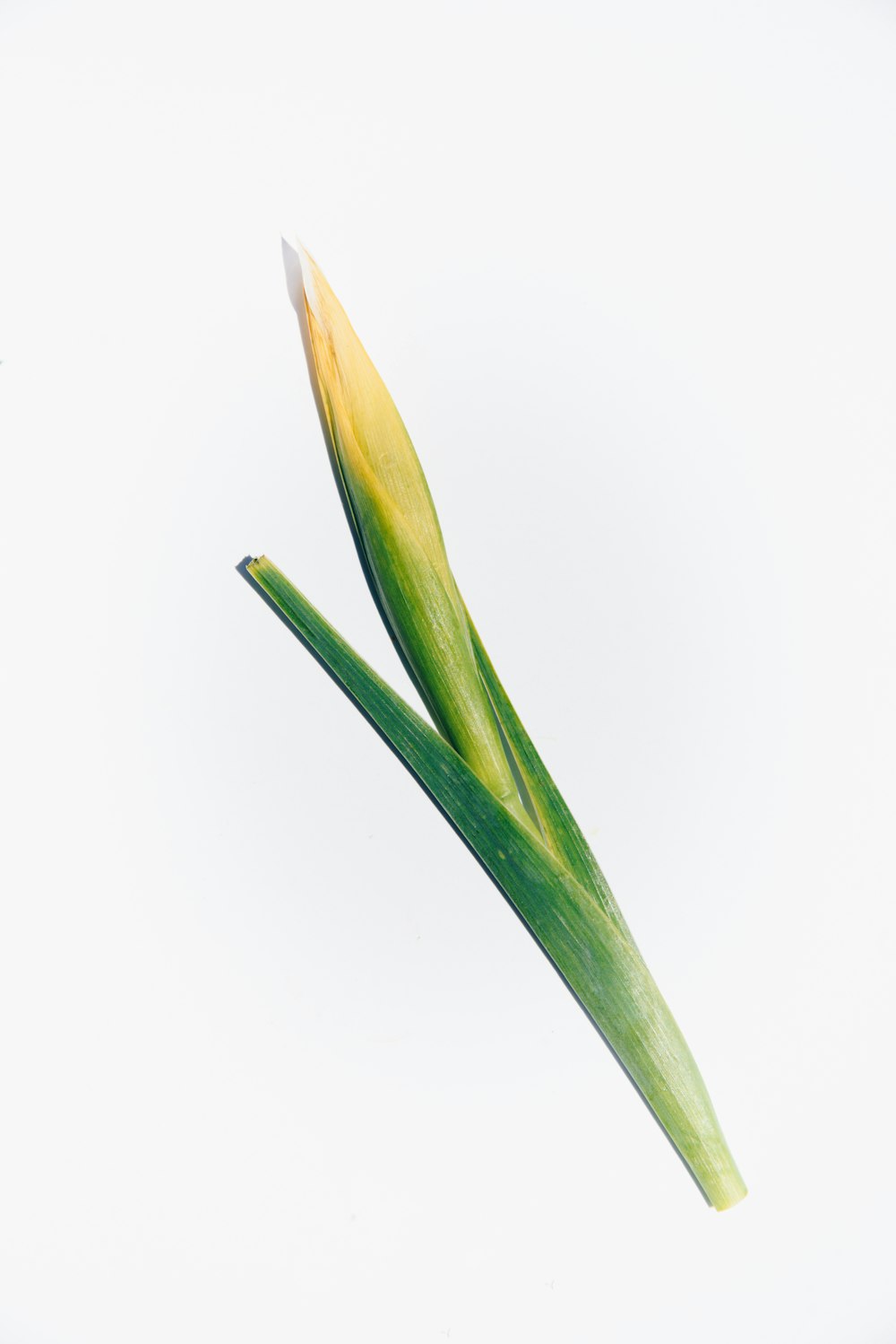 a close up of two green leaves on a white background