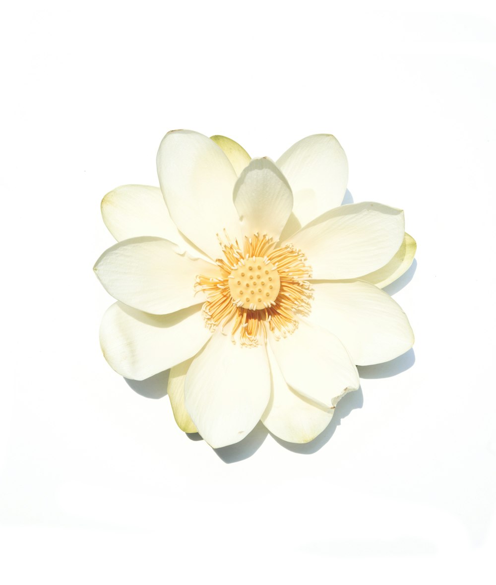 a white flower with a yellow center on a white background