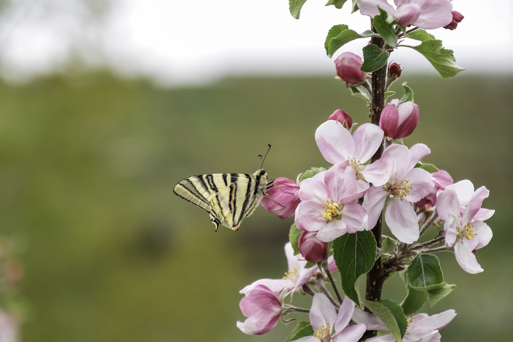a yellow and black butterfly sitting on a flower