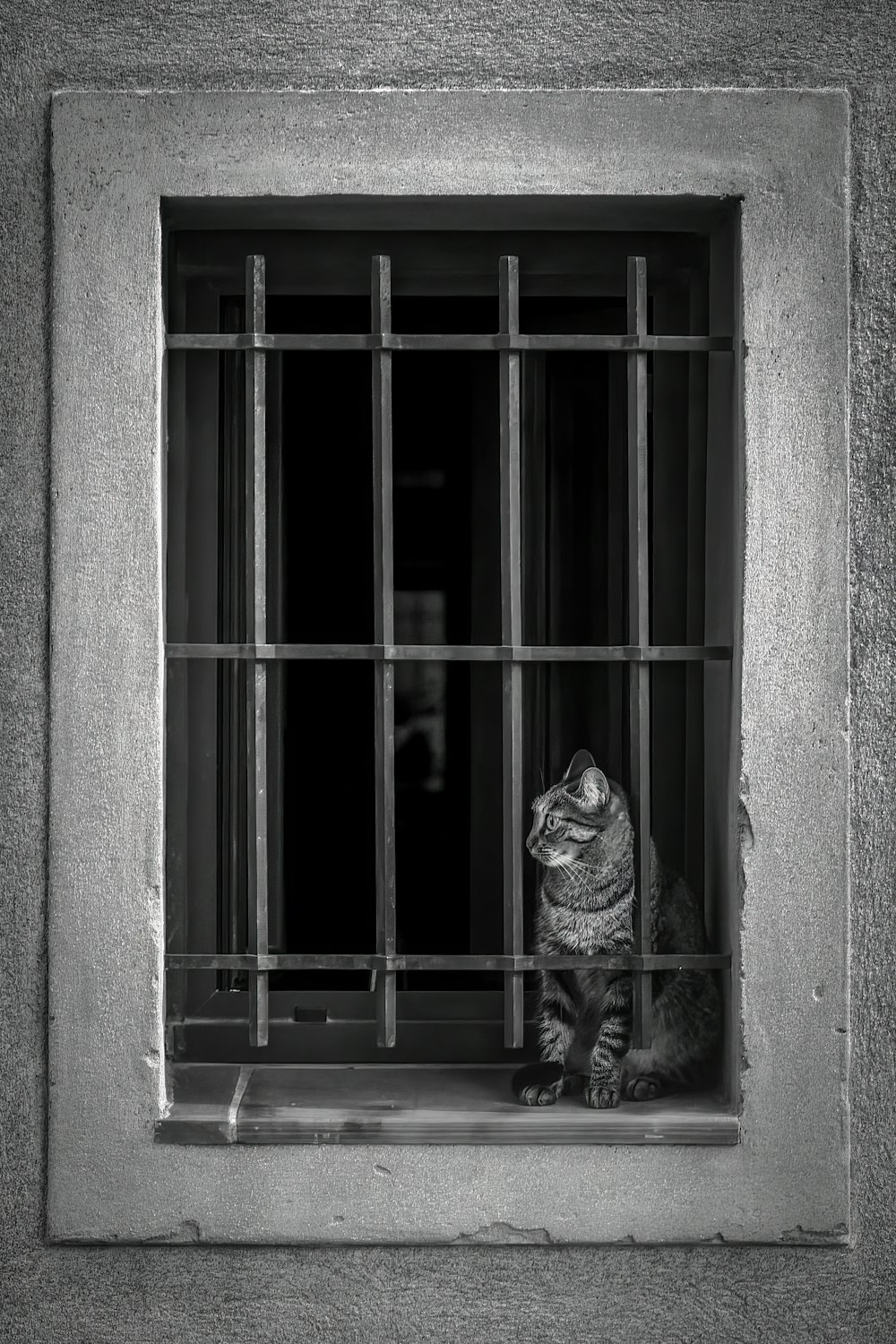 a cat that is sitting in a window