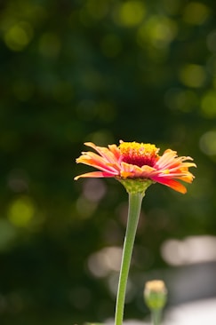 a close up of a flower with a blurry background