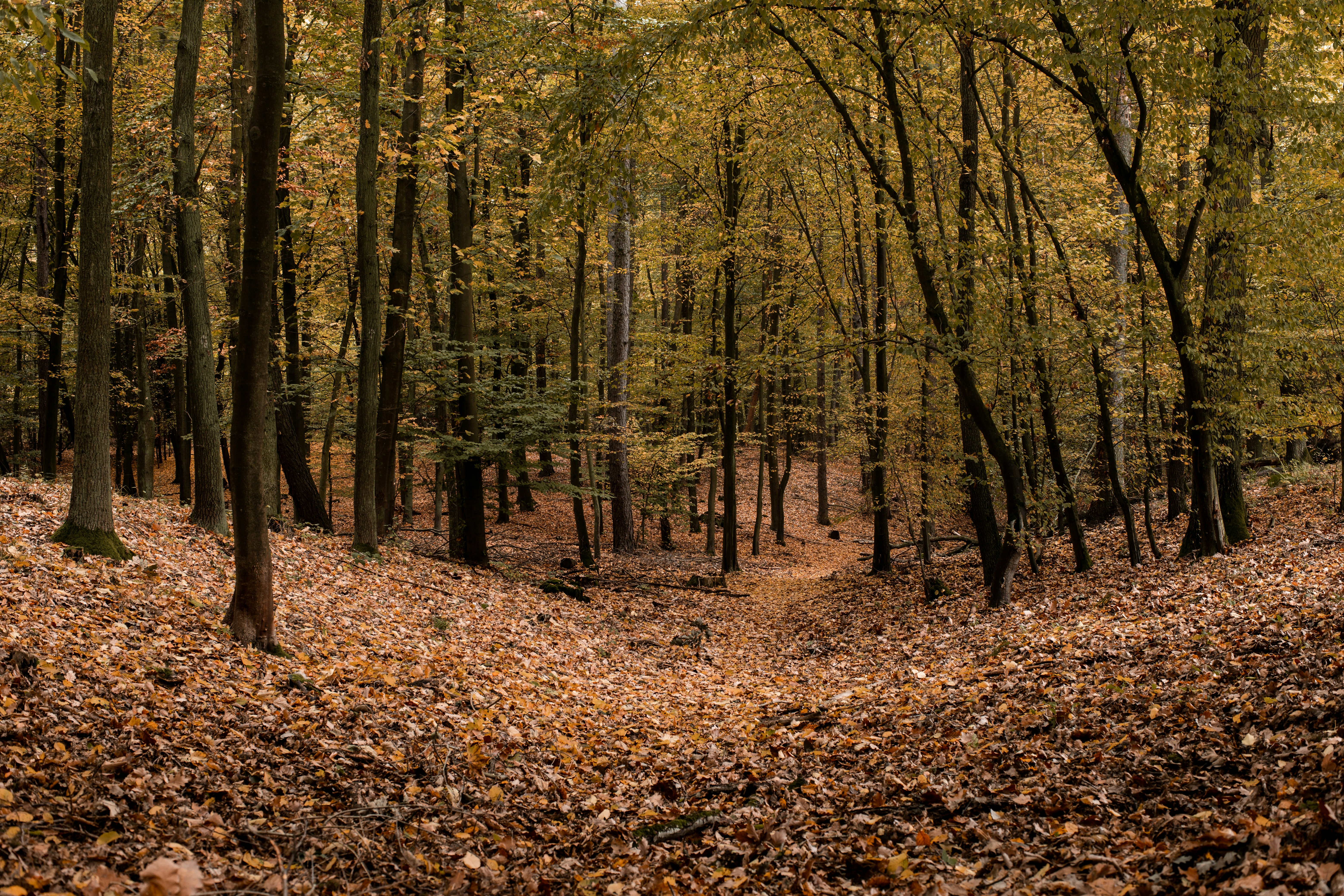 Photo by victor_vector