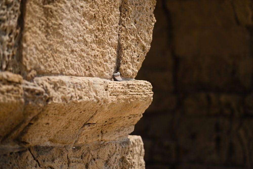 a small bird is perched on a rock