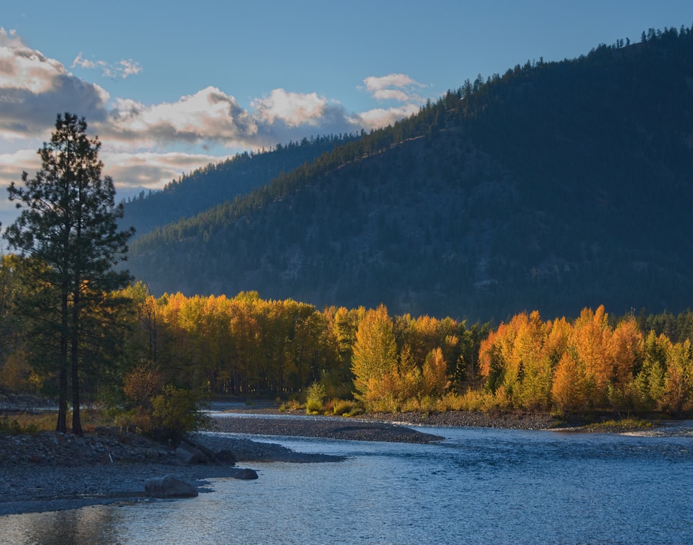 a river running through a forest filled with trees