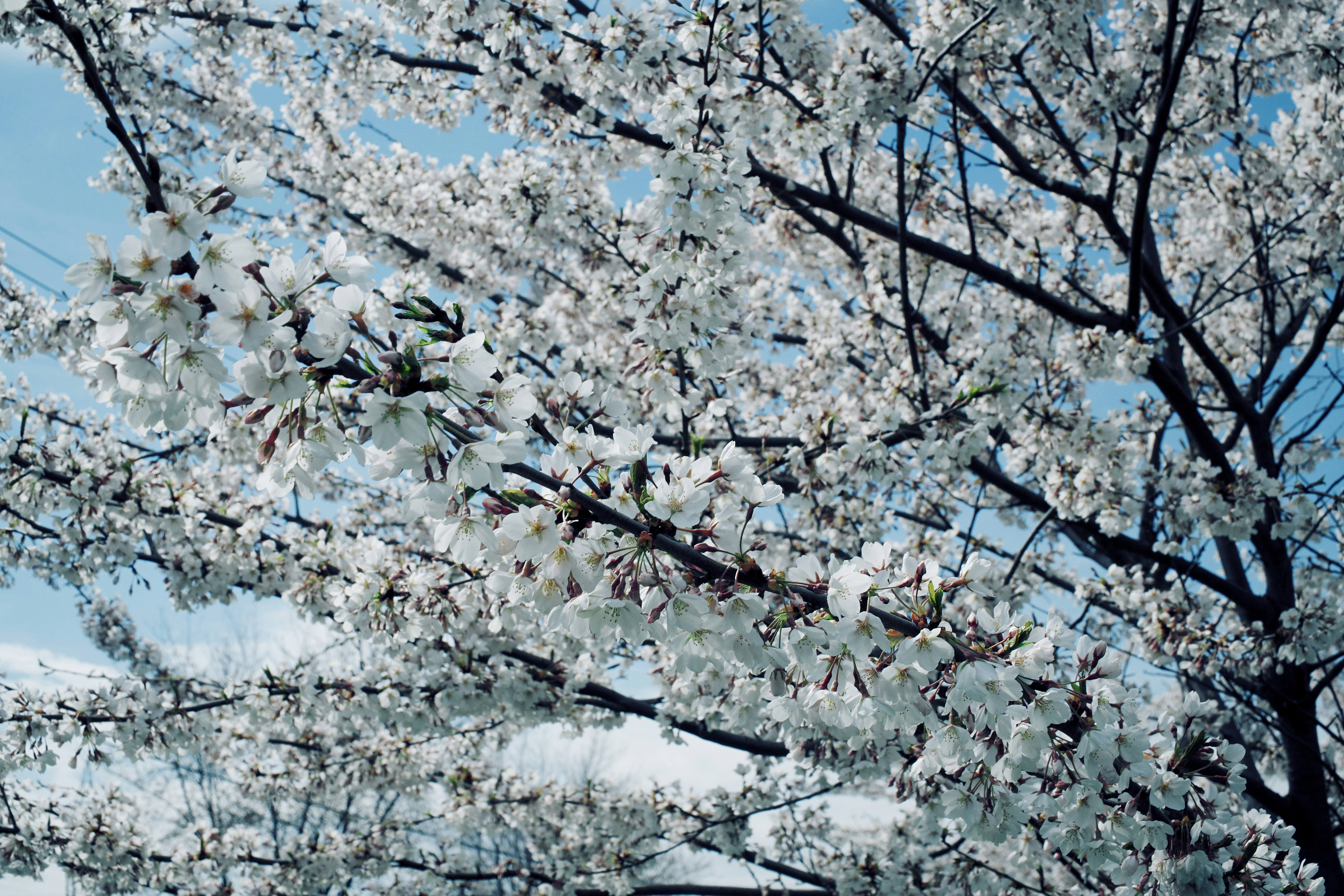 a tree with lots of white flowers in front of a blue sky