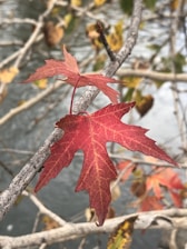 A red maple leaf is prominently displayed on a branch with intricate veining, set against a blurred background of other branches and leaves in autumn colors.