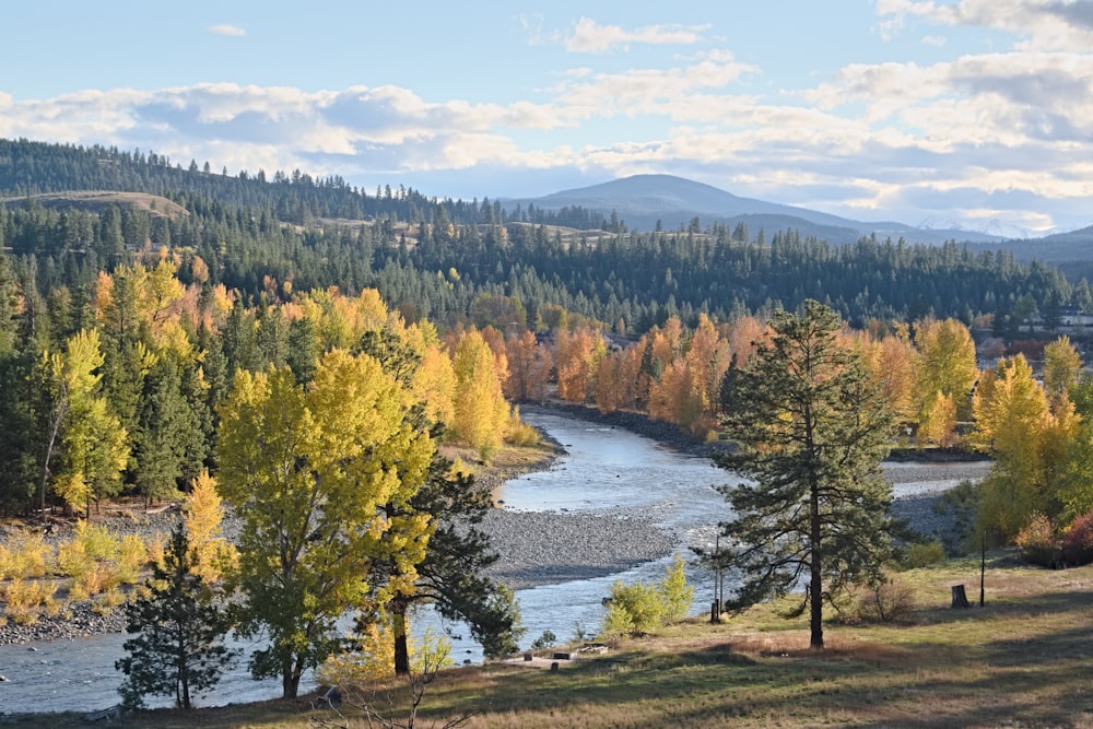 une rivière qui coule à travers une forêt verdoyante