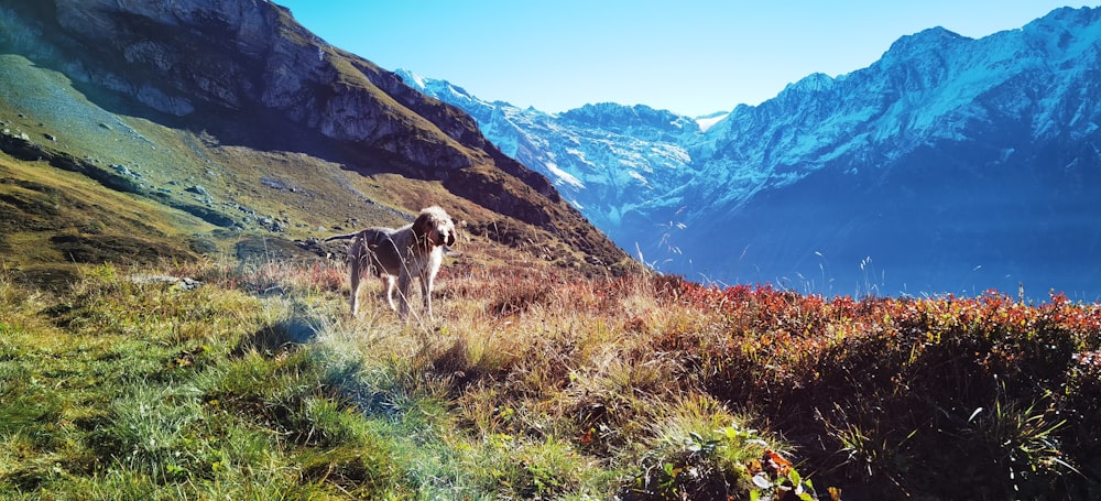 a dog is standing on a grassy hill