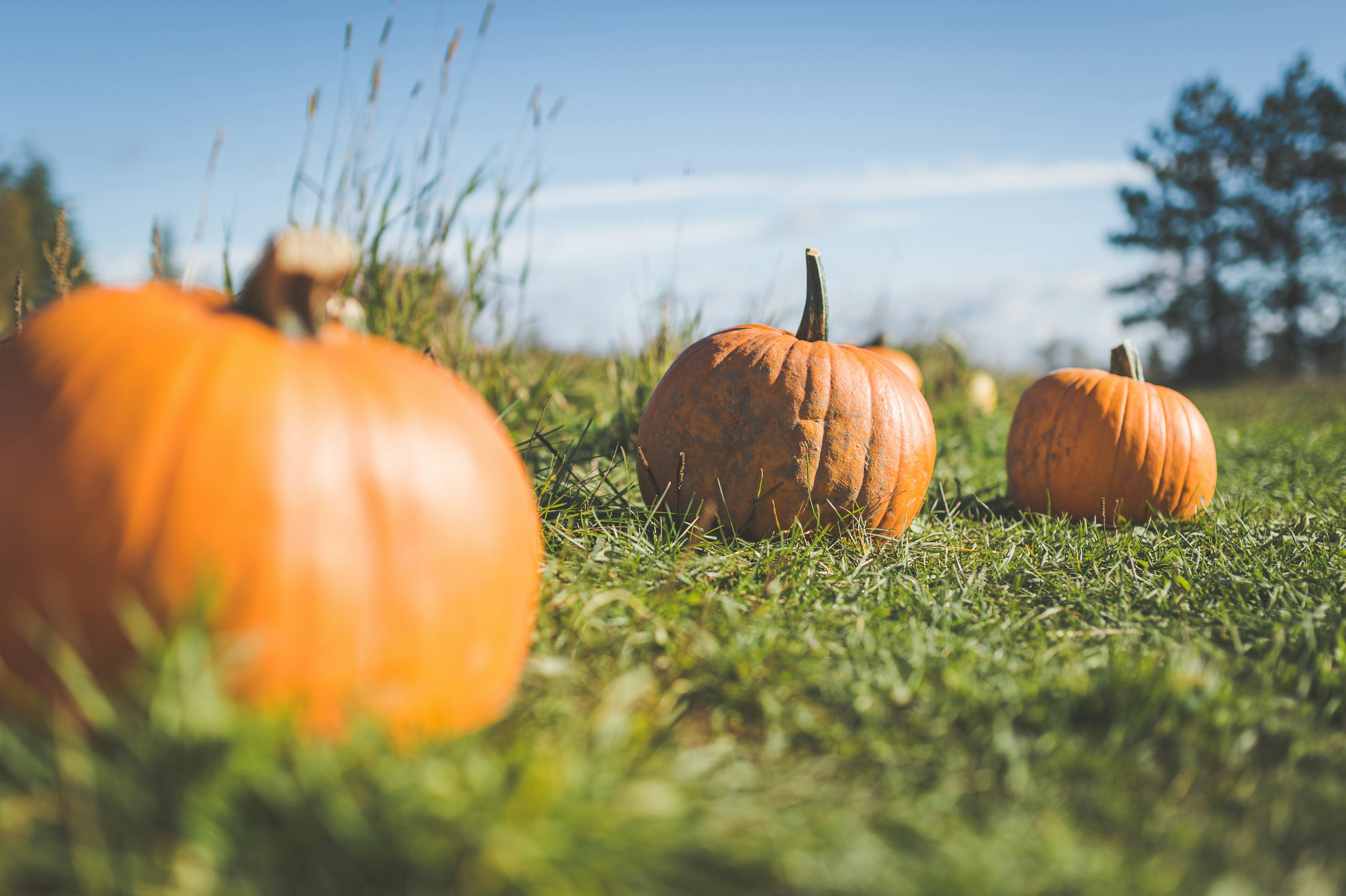 Photo by porkbellysteve