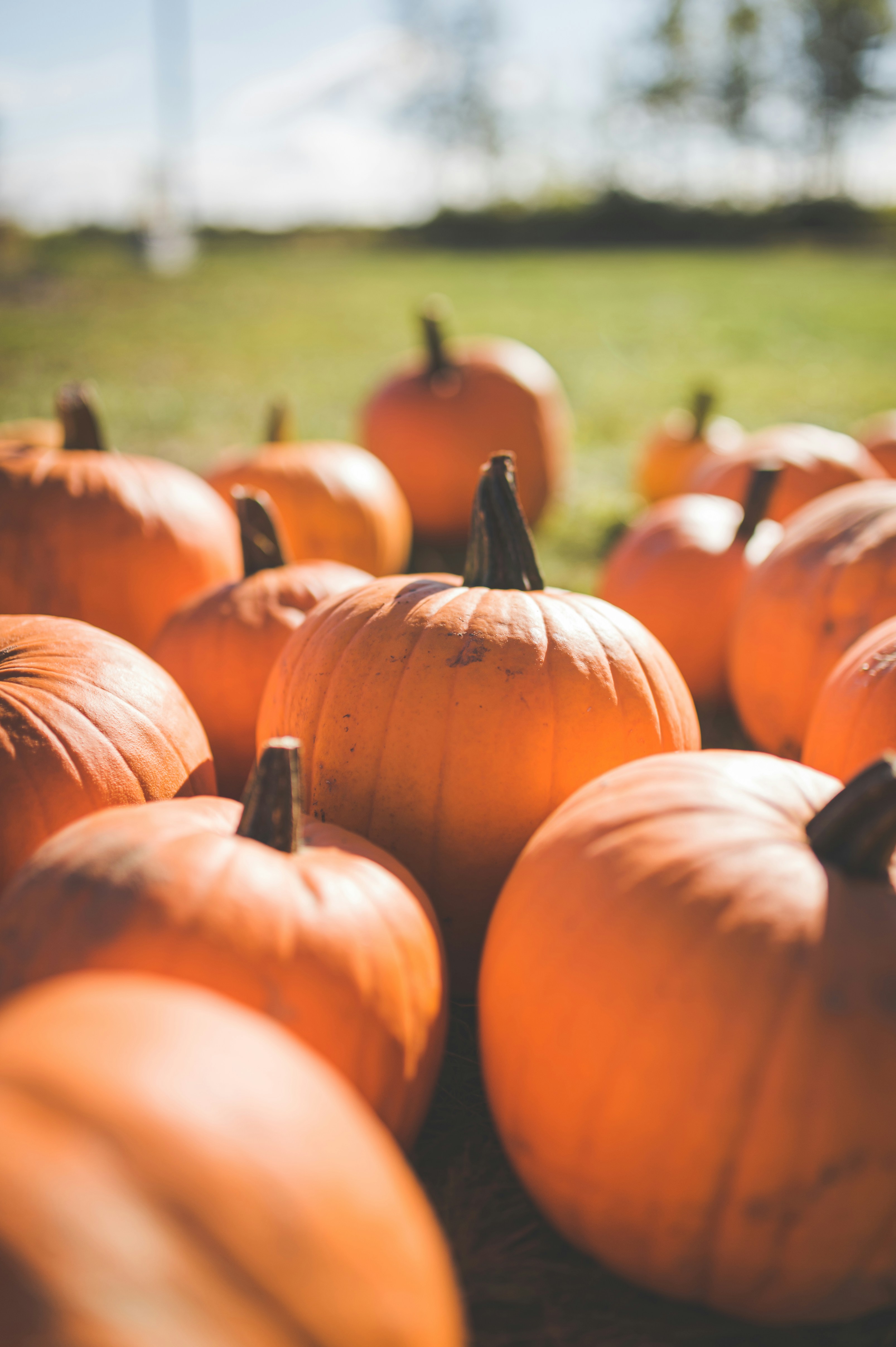 Photo by porkbellysteve