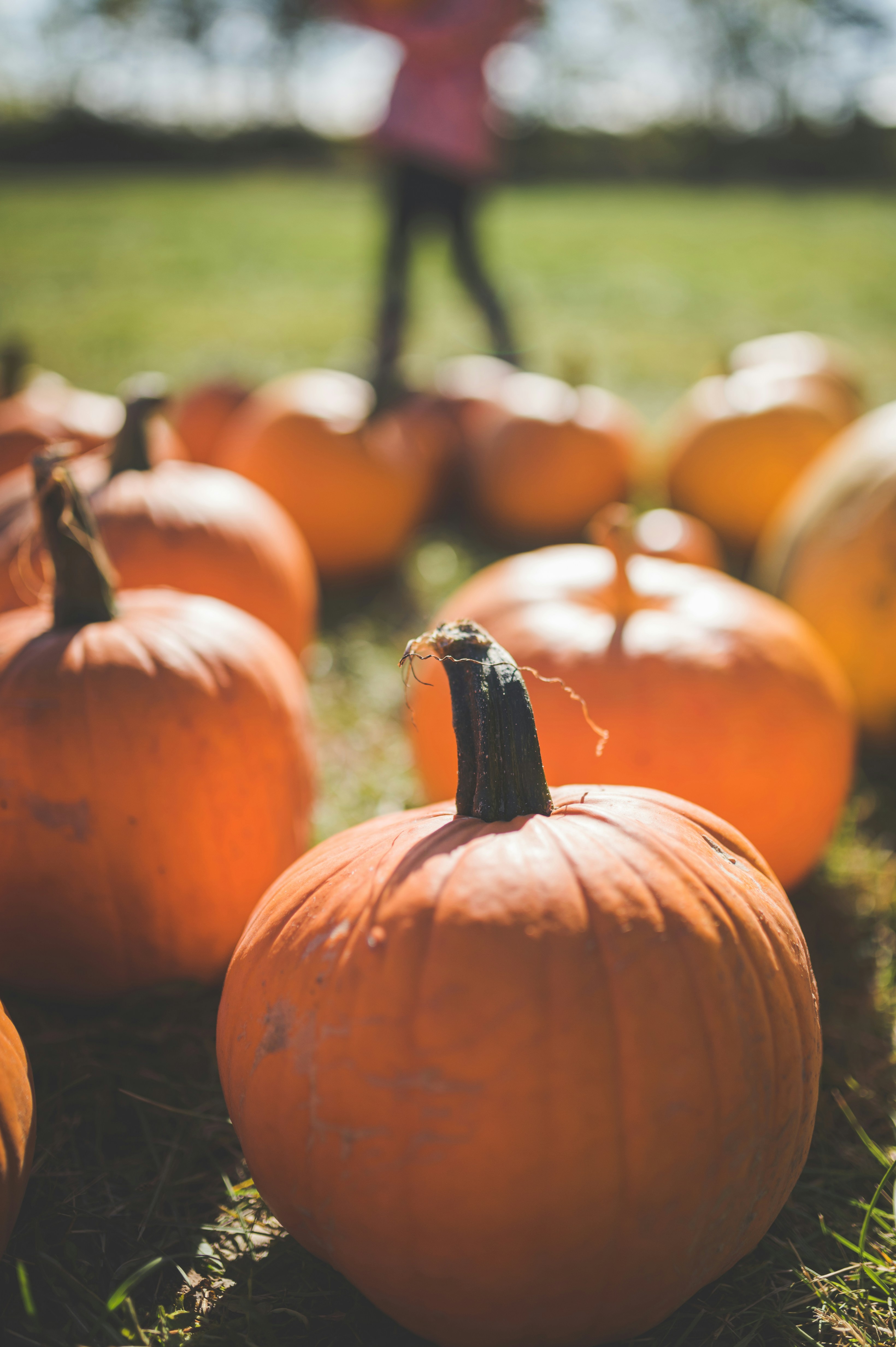 Photo by porkbellysteve