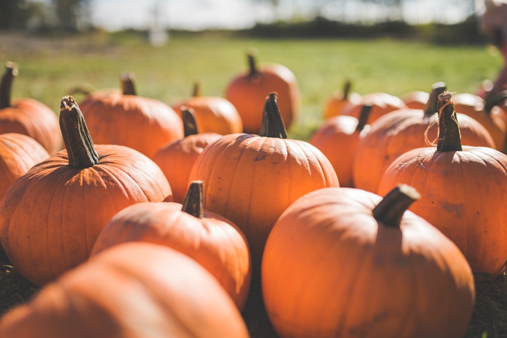 a bunch of pumpkins sitting in the grass