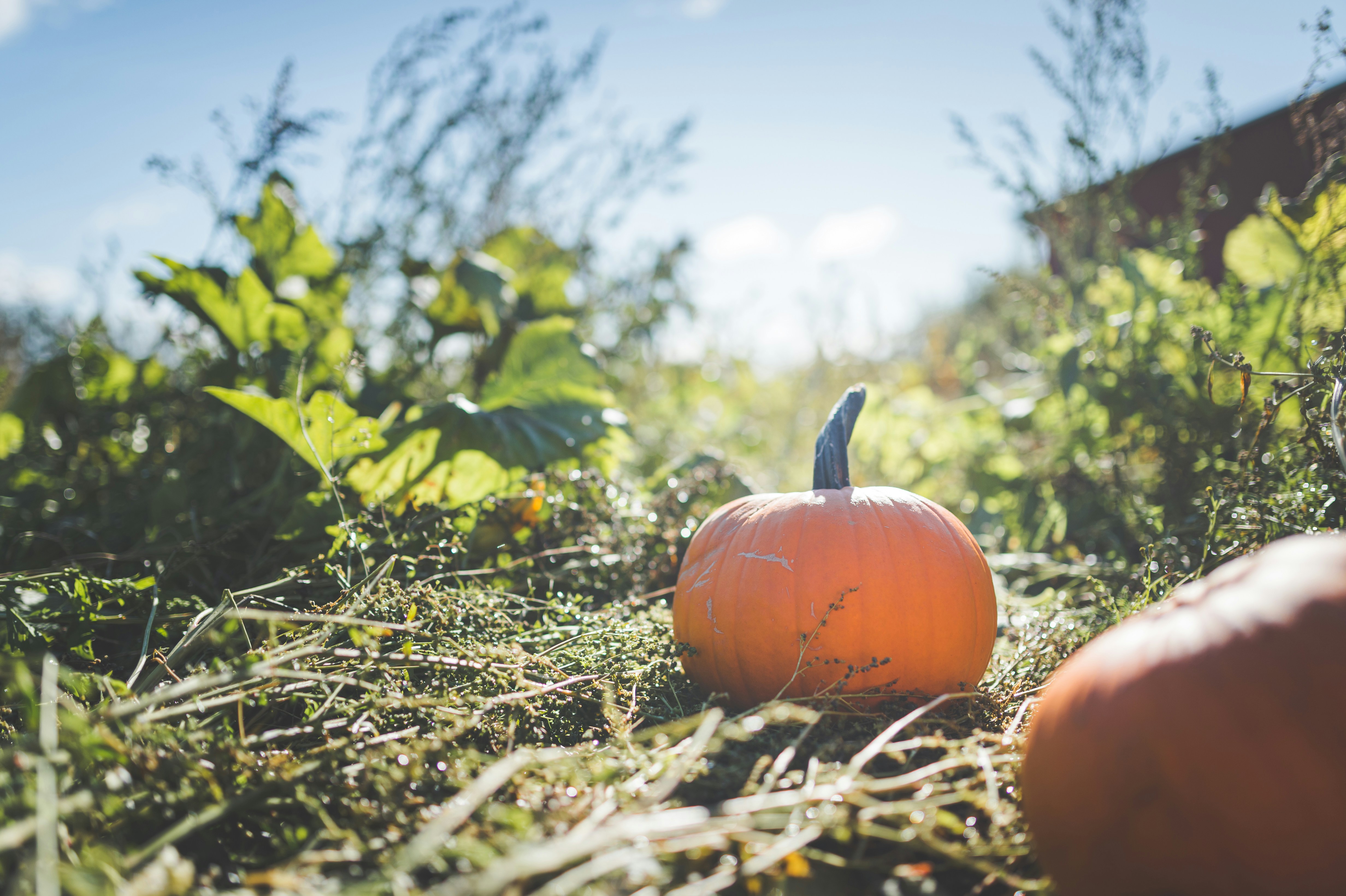 Photo by porkbellysteve