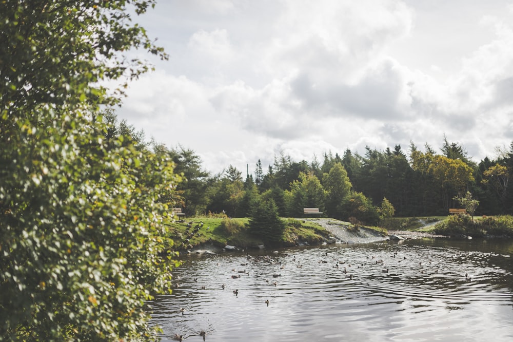 a body of water surrounded by a forest