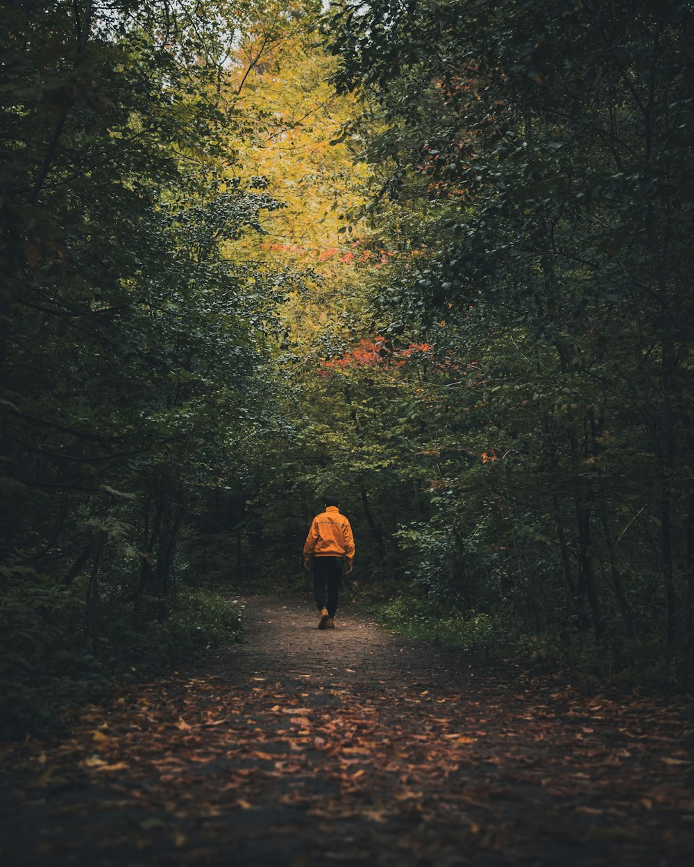 a person walking down a path in the woods