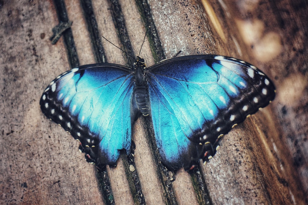 uma borboleta azul sentada em cima de um banco de madeira