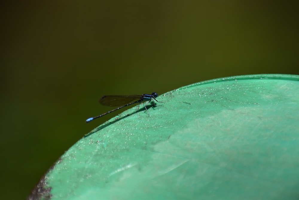 a dragon flys across the top of a green frisbee