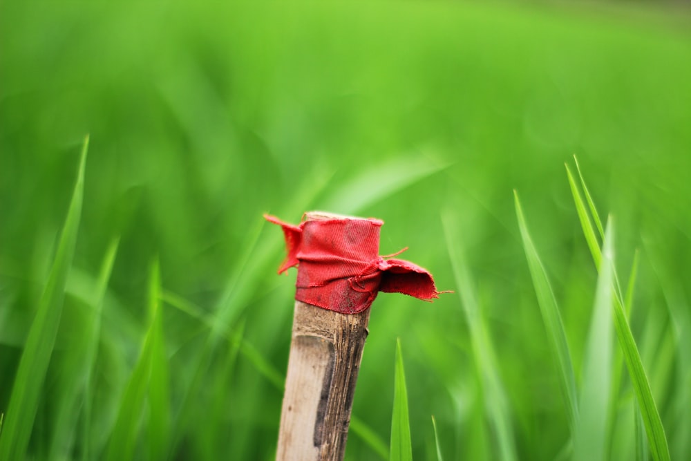 a red piece of cloth on top of a wooden stick