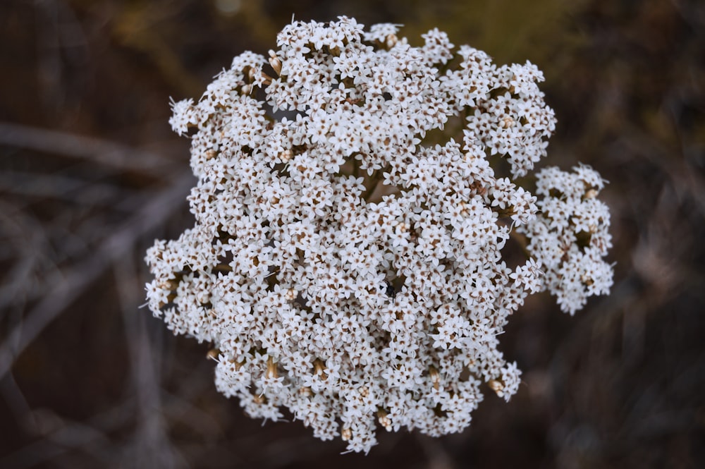 a cluster of white flowers in the middle of a forest