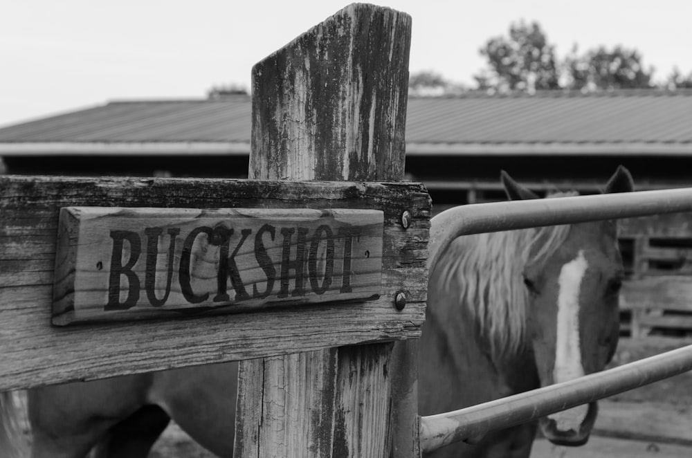 a black and white photo of a horse behind a fence