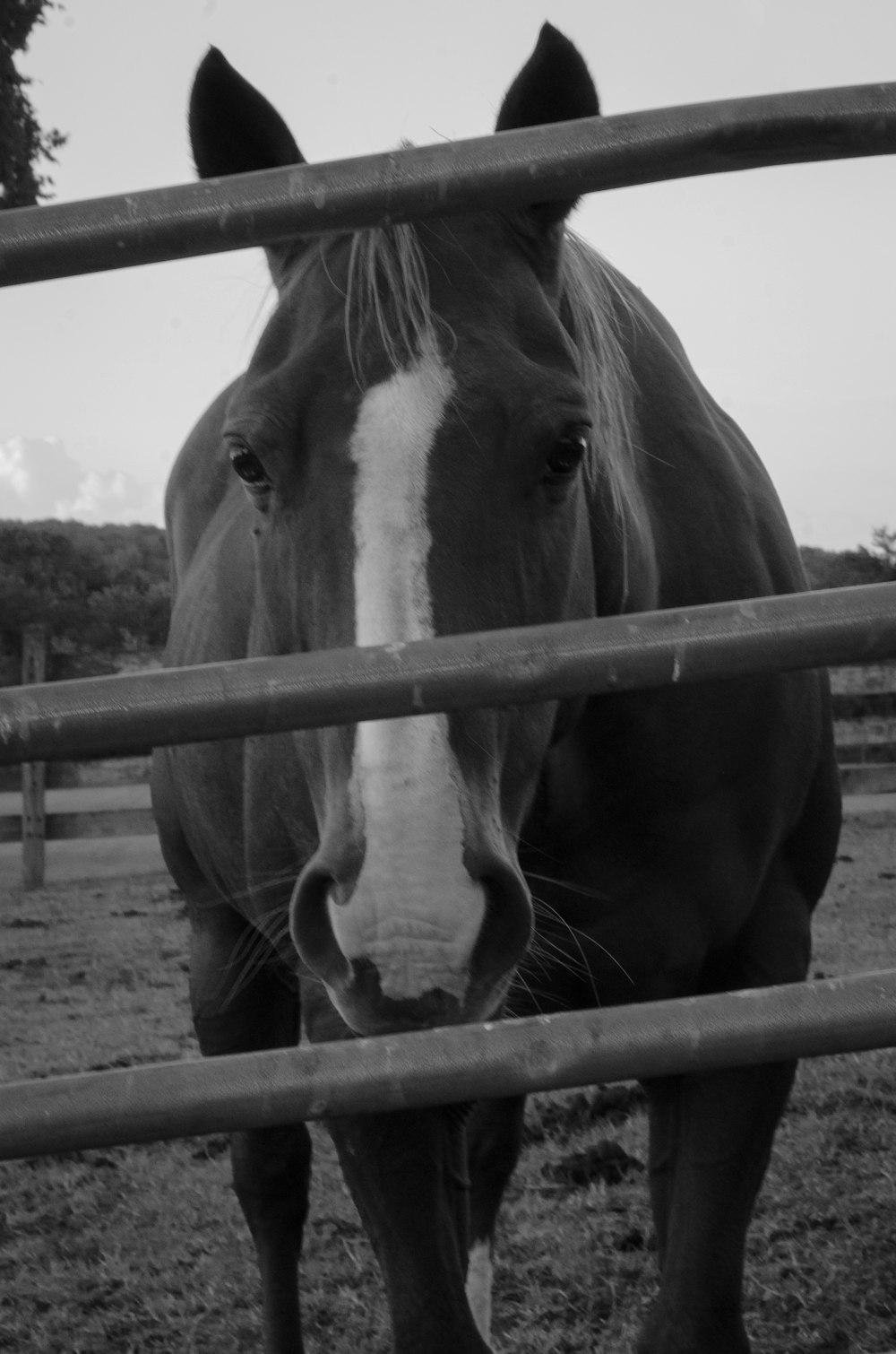 a black and white photo of a horse behind a fence