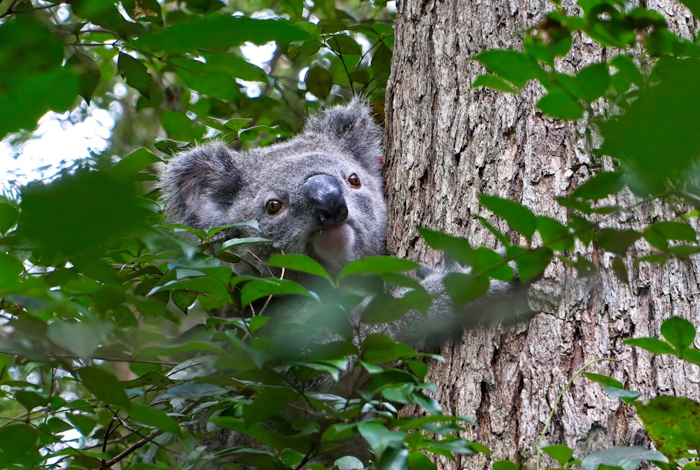 a koala is peeking out from behind a tree