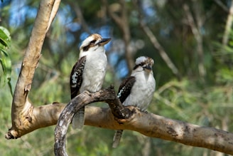 a couple of birds sitting on top of a tree branch
