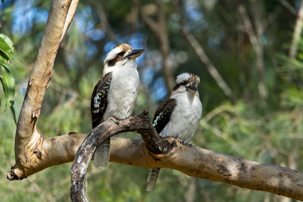 a couple of birds sitting on top of a tree branch