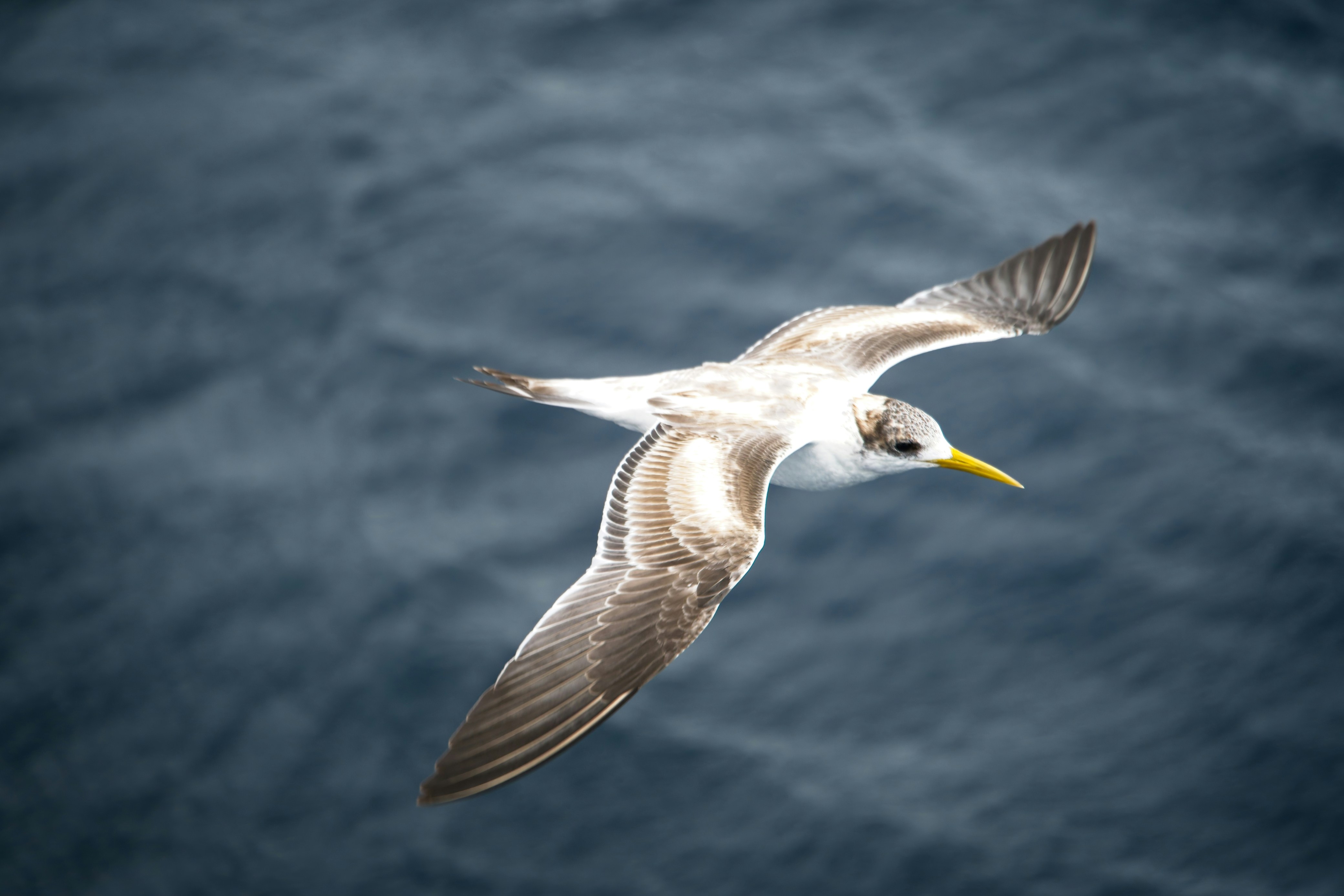 a bird flying over a body of water