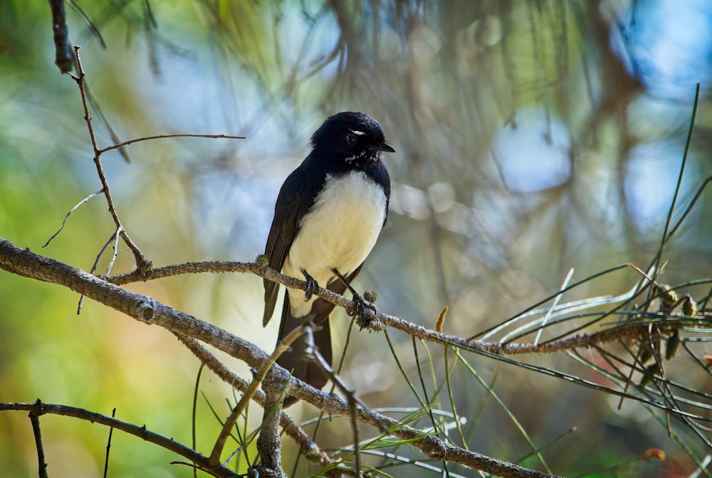 a black and white bird perched on a branch