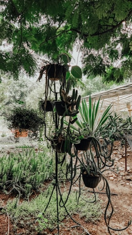 A bright garden scene showcasing large, stylish pots filled with vibrant flowers and succulents.