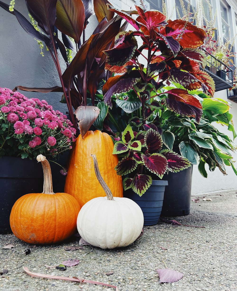 a couple of pumpkins sitting next to some flowers