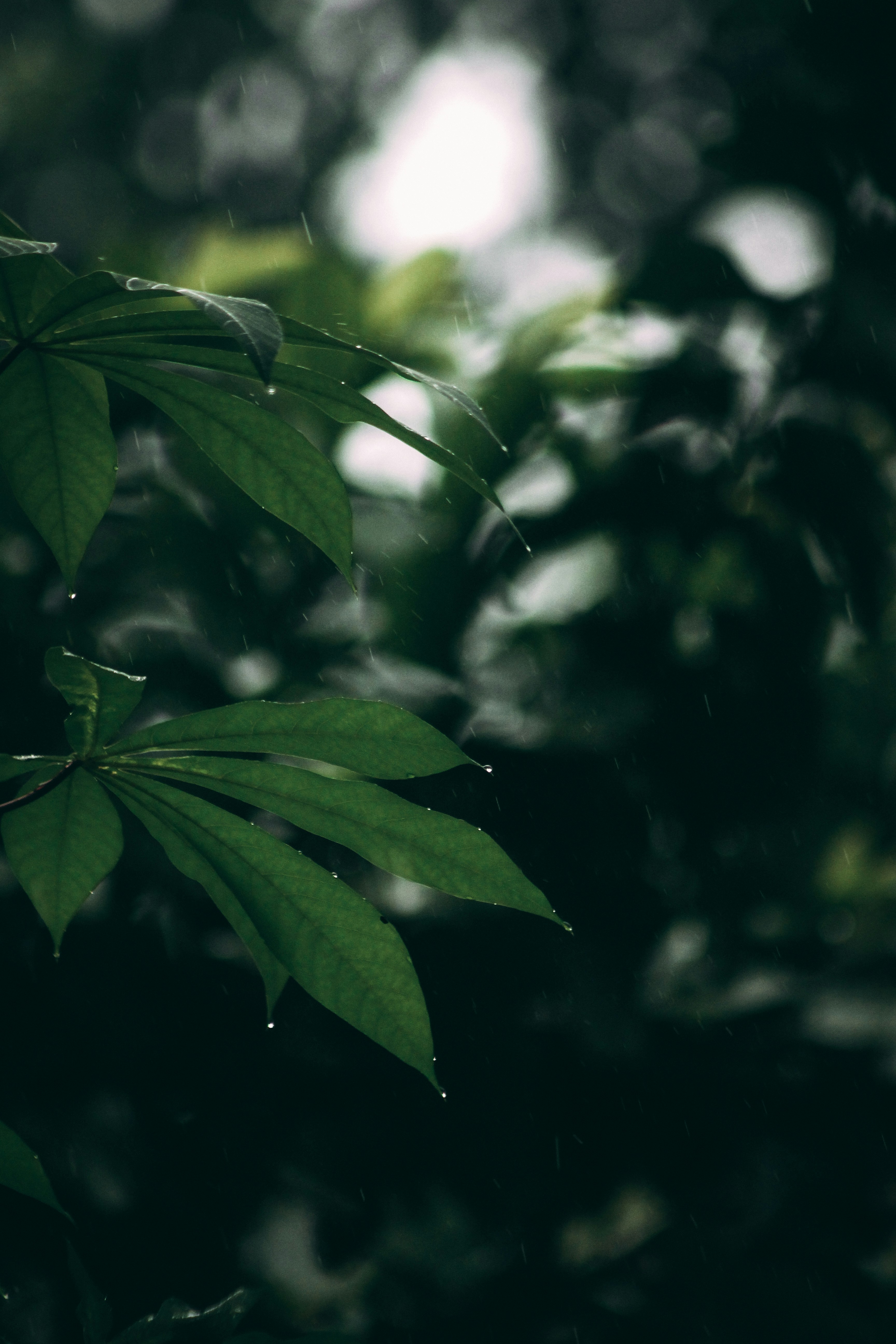 Photo by chief__parker