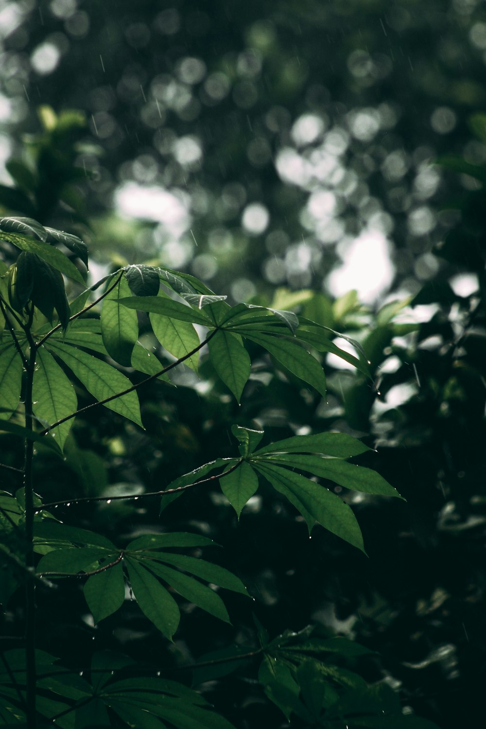 a close up of a green leafy tree