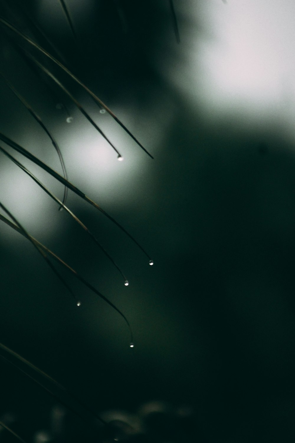 a blurry photo of water droplets on a plant
